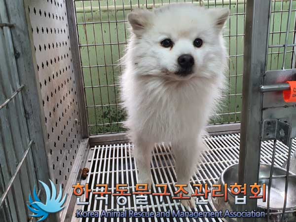 한국동물구조관리협회_441414202300114