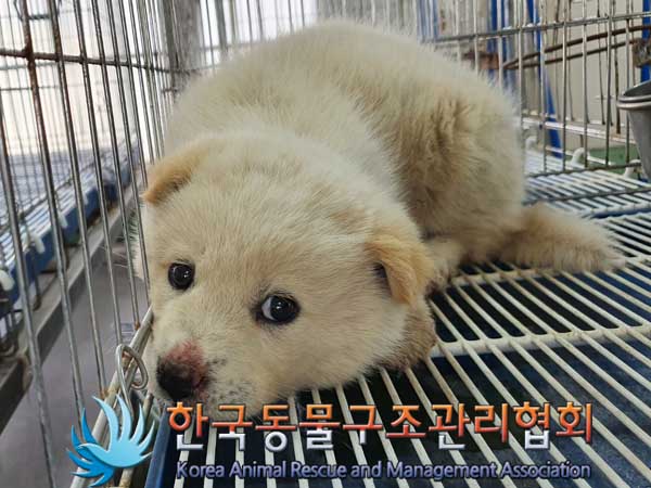 한국동물구조관리협회_441414202300115