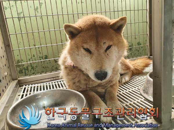 한국동물구조관리협회_441409202300305