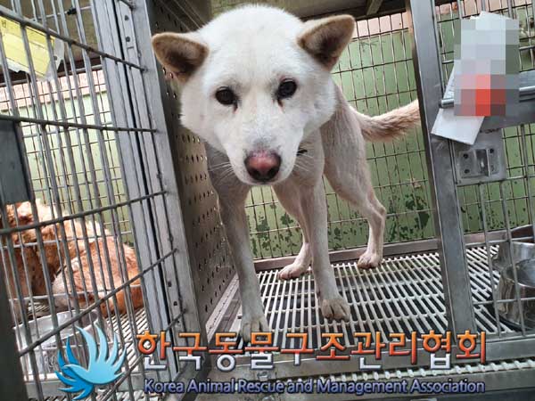 한국동물구조관리협회_441382202300115
