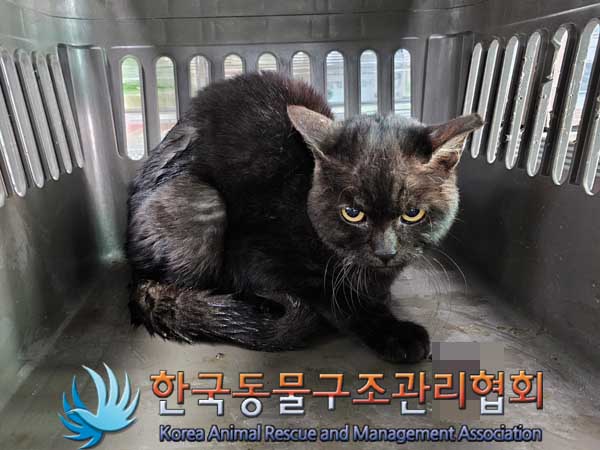 한국동물구조관리협회_441560202300253