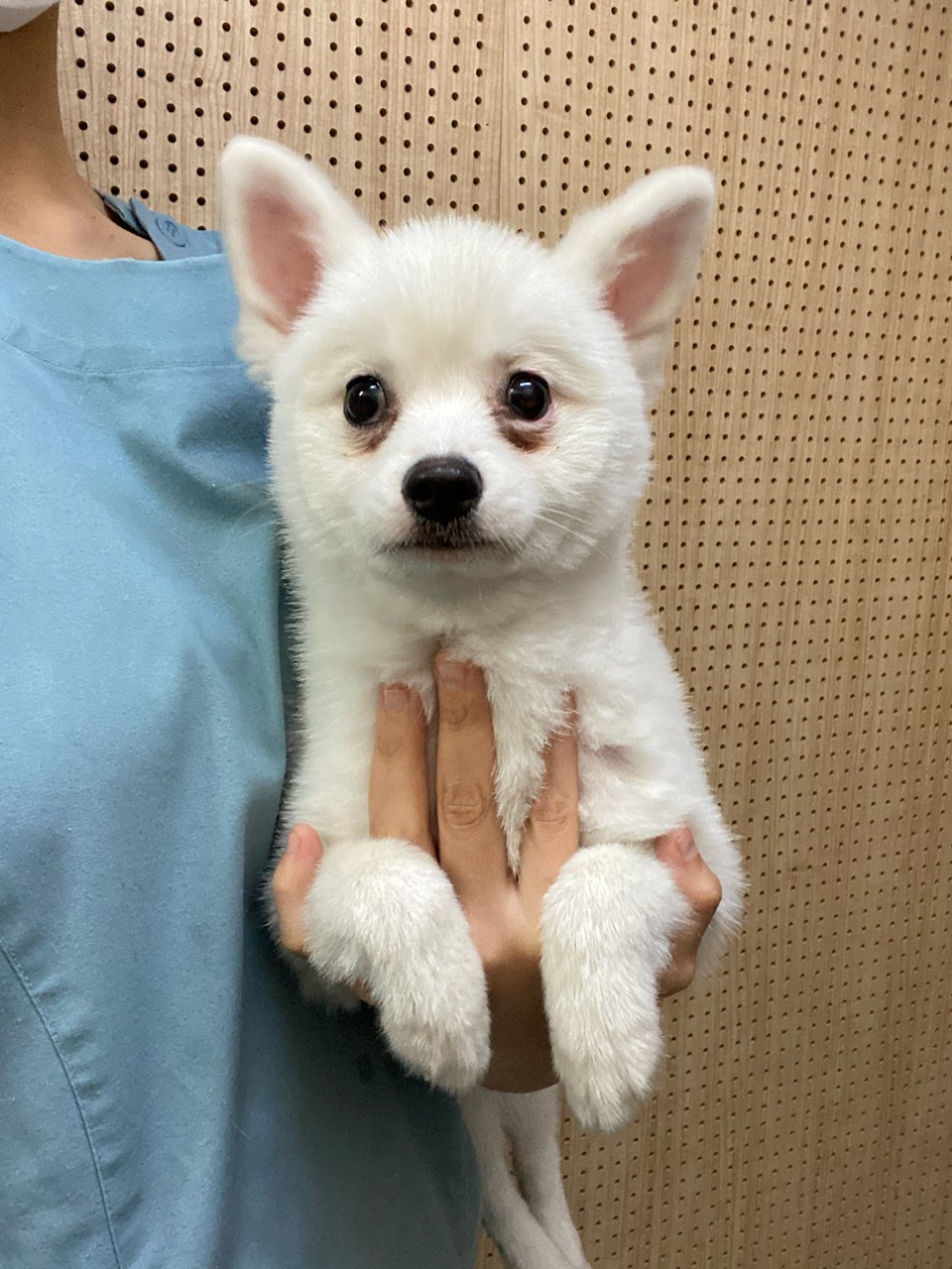 펫앤쉘터동물병원_441378202300154