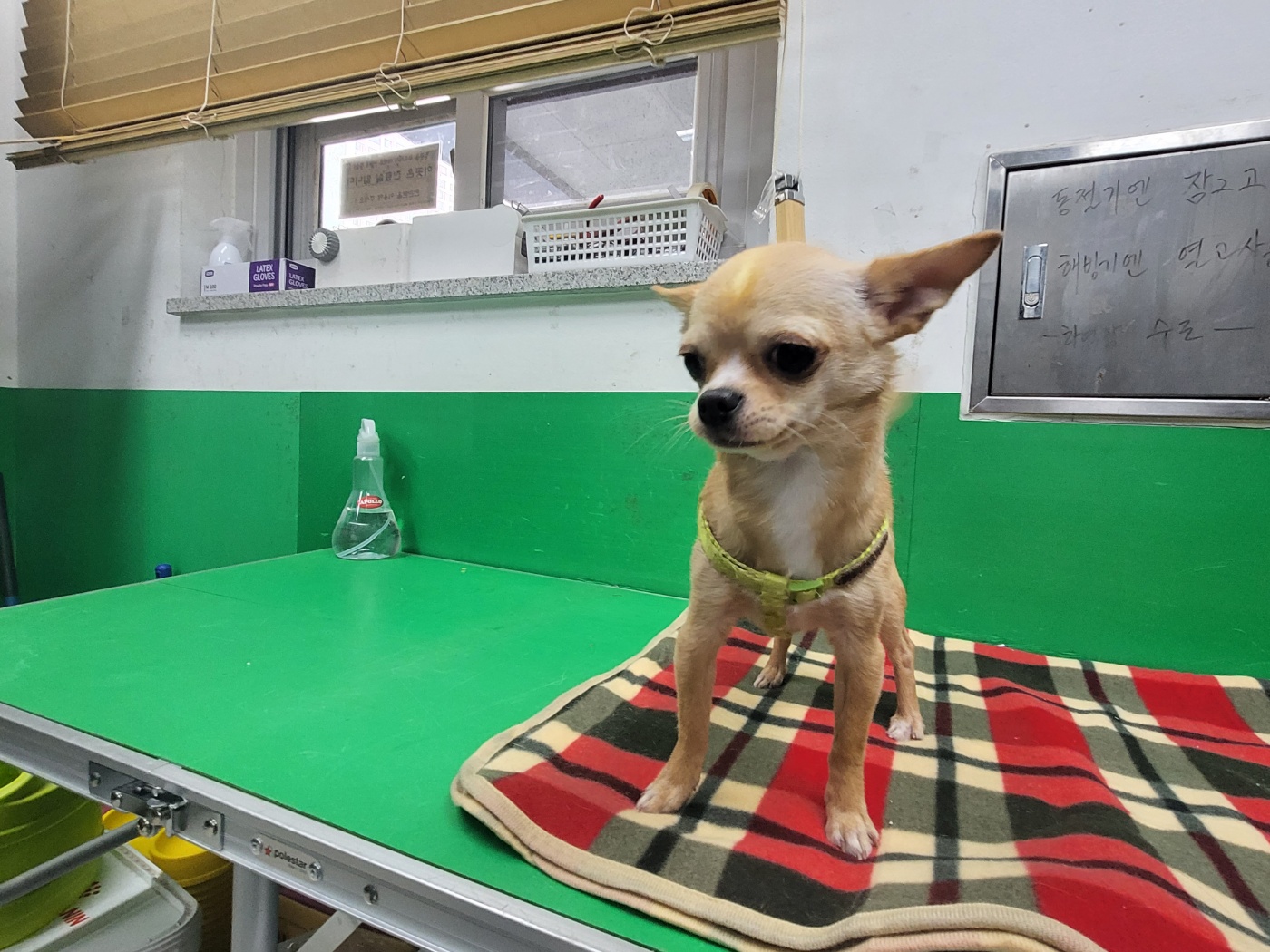 고양시동물보호센터_441394202300356