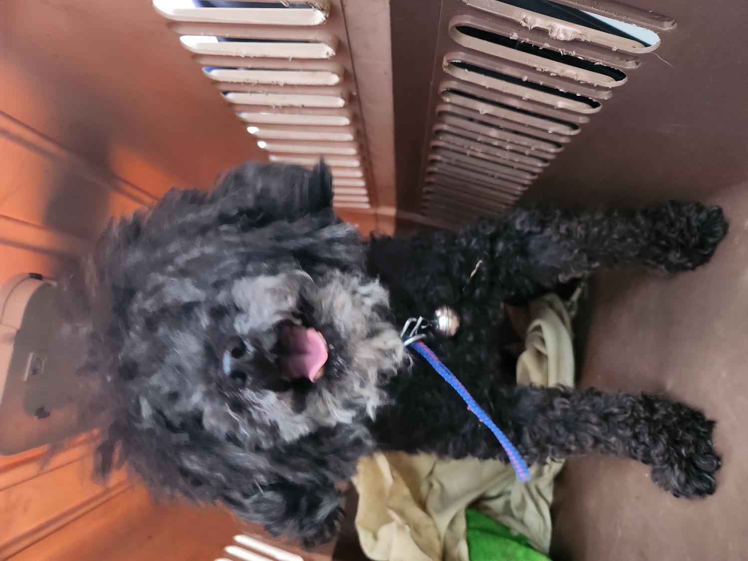 예산동물보호센터_444461202300160