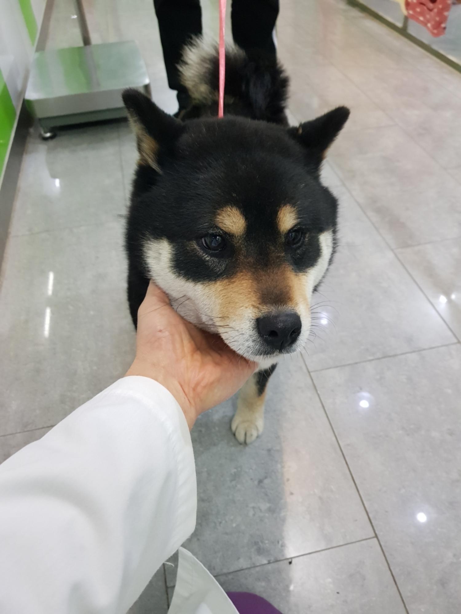 펫앤쉘터동물병원_441378202300155