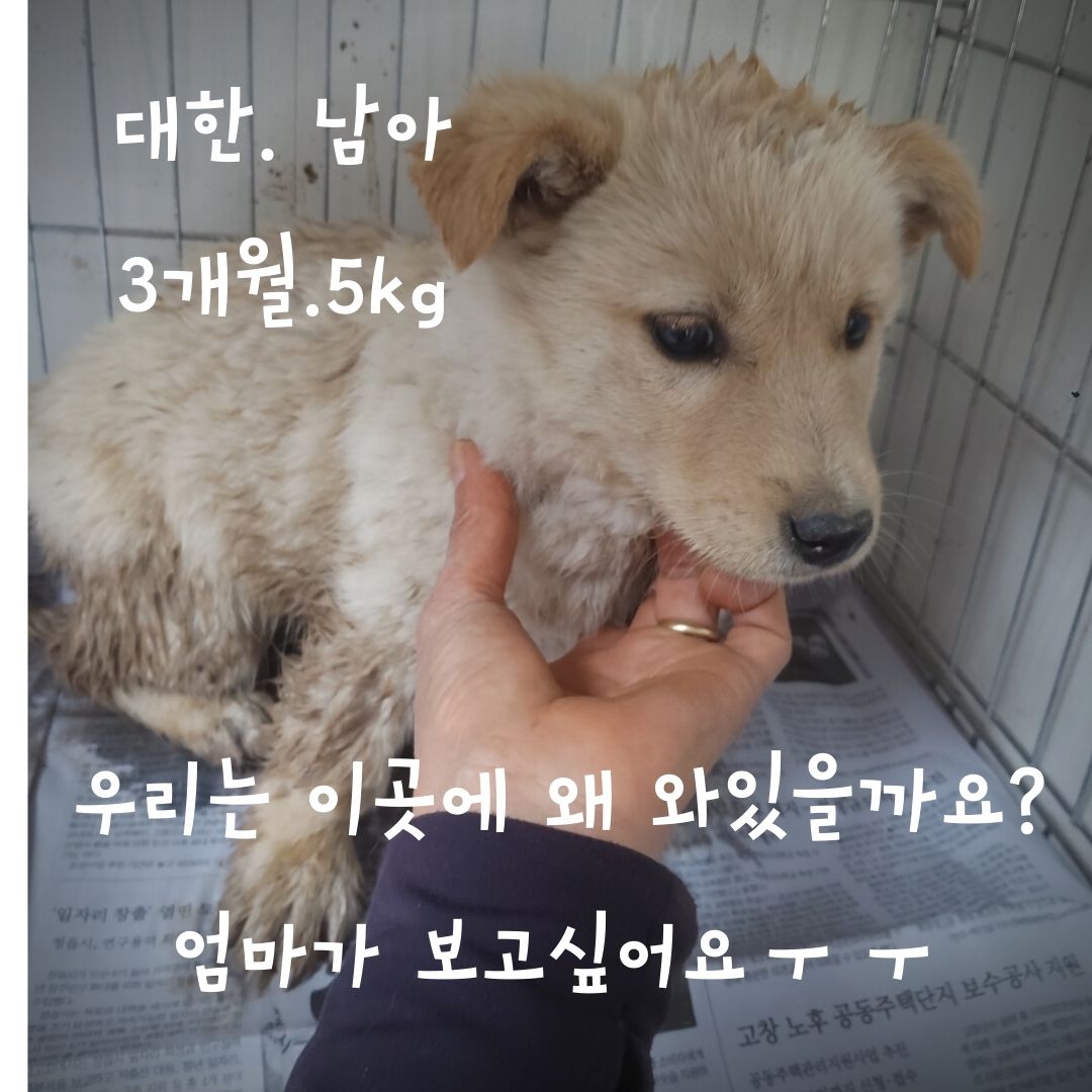장성군동물보호센터_446498202300093