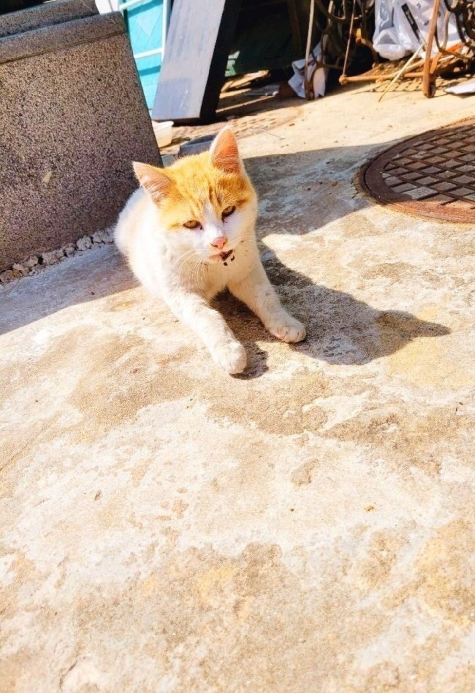 거제시유기동물보호소_448537202300156