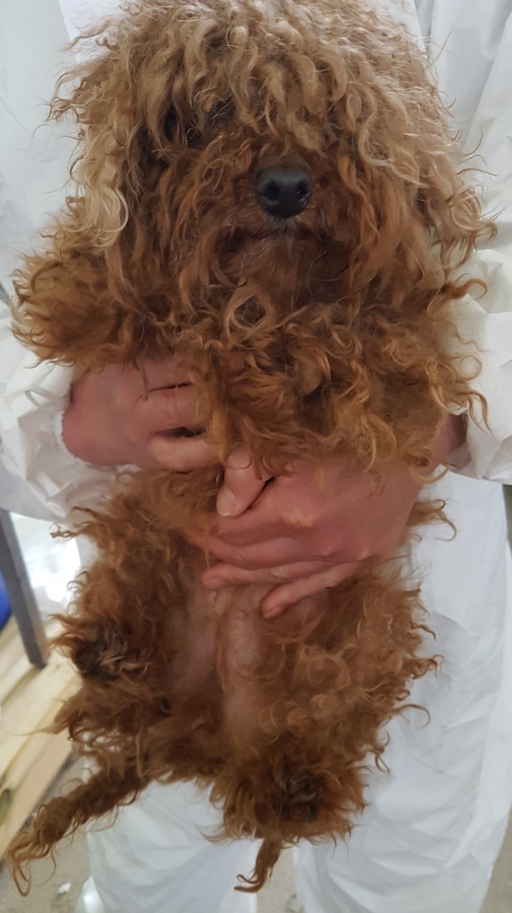 평택시유기동물보호소_441391202300546