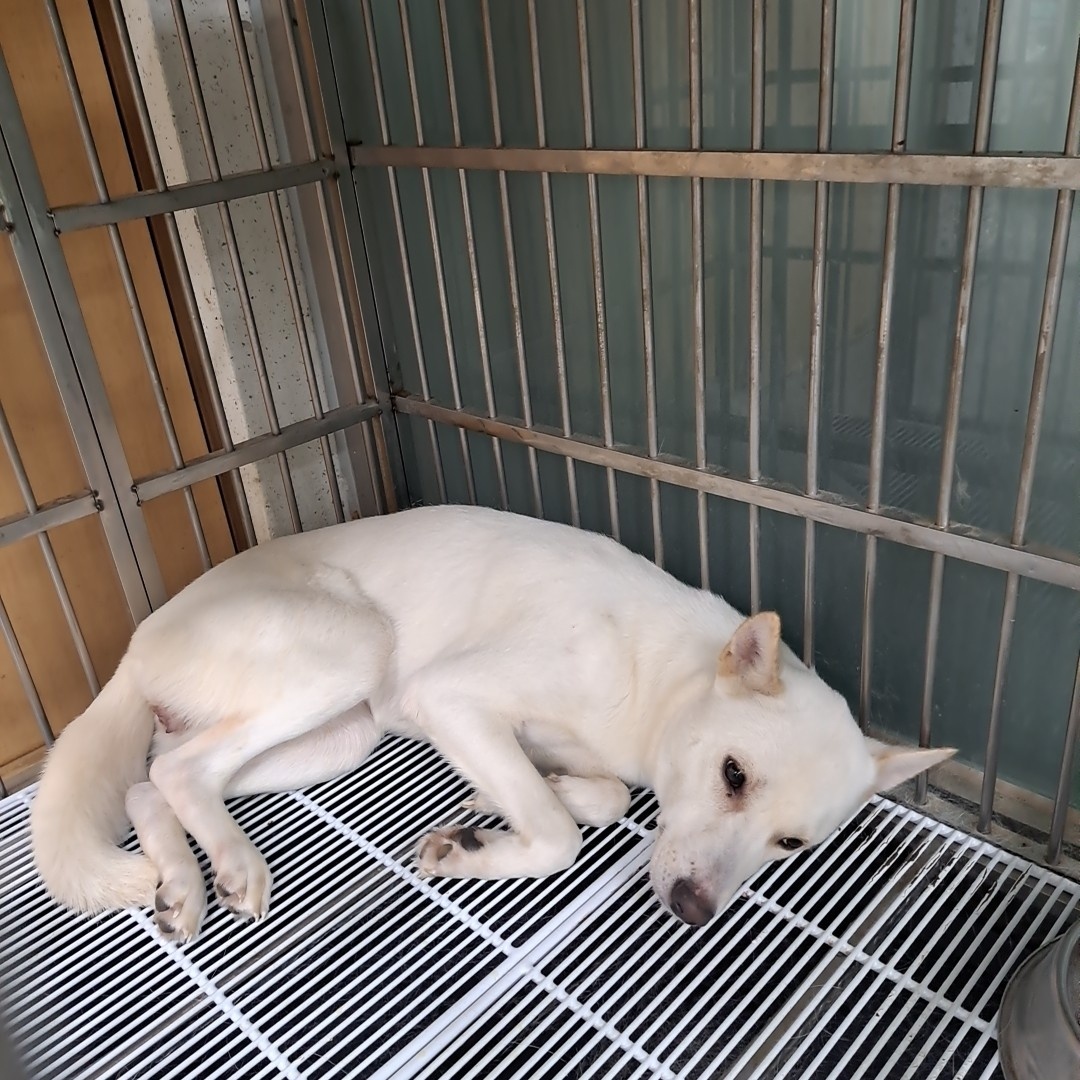수원시 동물보호센터_441374202300192