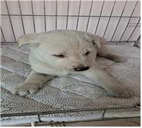 (사)유기동물및동물보호관리협회_426339202300038