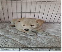 (사)유기동물및동물보호관리협회_426339202300039