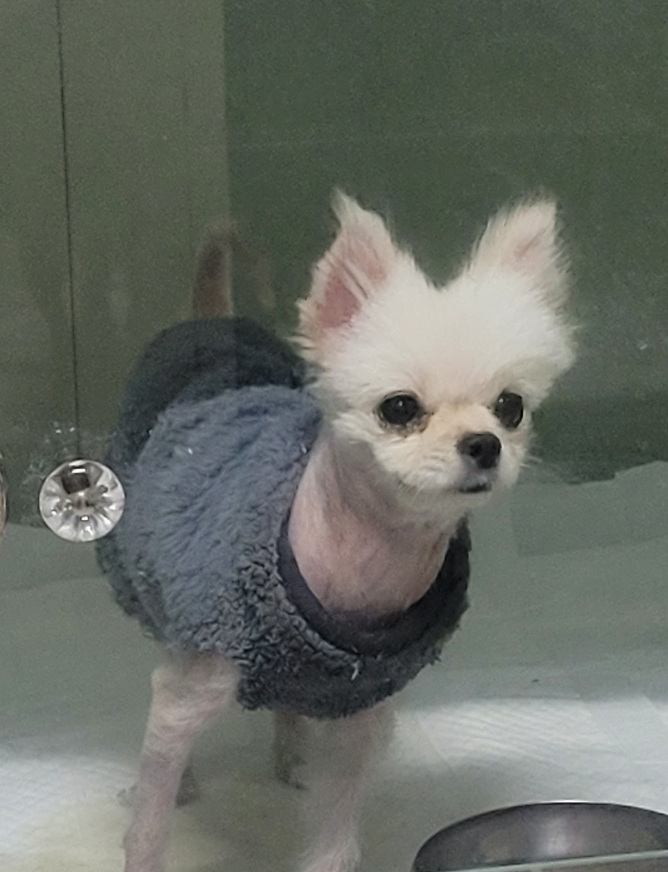 대구유기동물보호협회_427344202300061