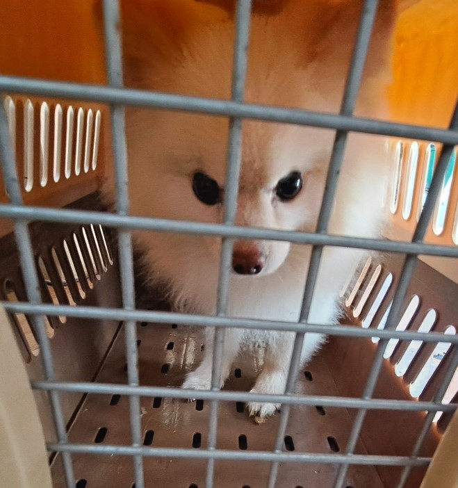 울산유기동물보호센터_431371202300112