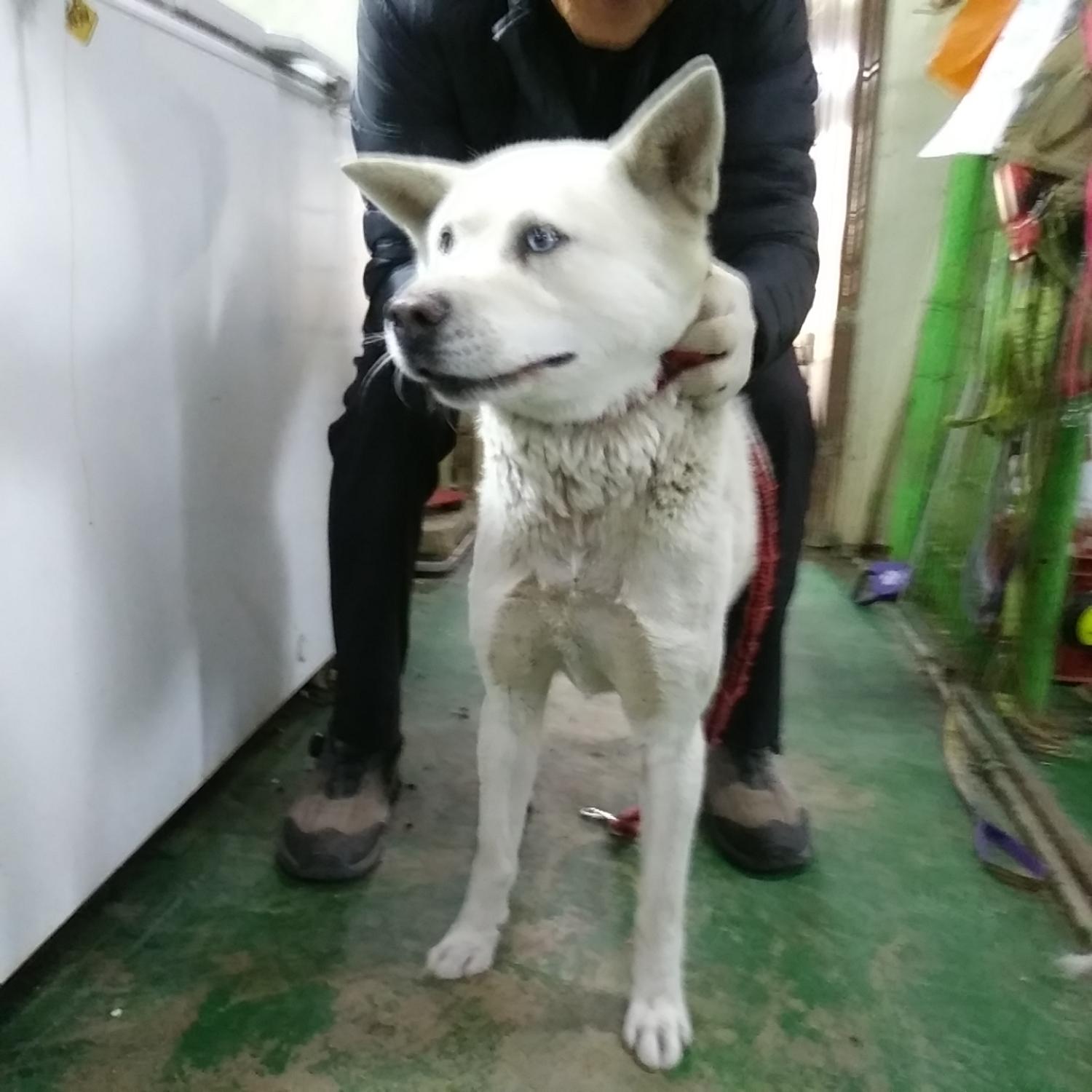 인천광역시수의사회_428351202300098