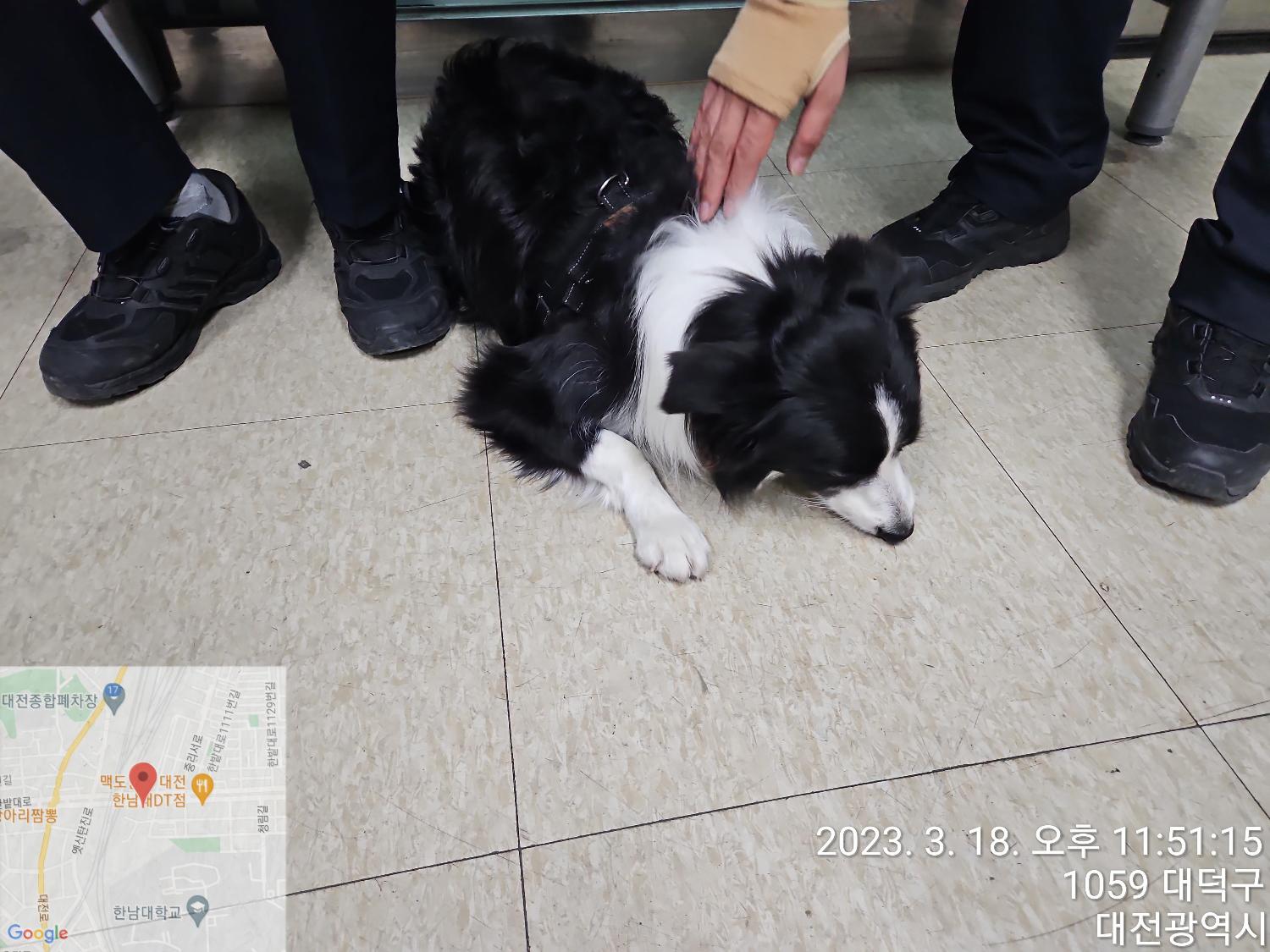 대전동물보호센터_430368202300040