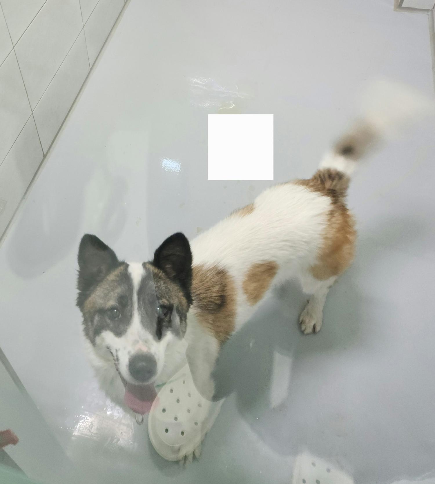 아산동물복지지원센터_444452202300287