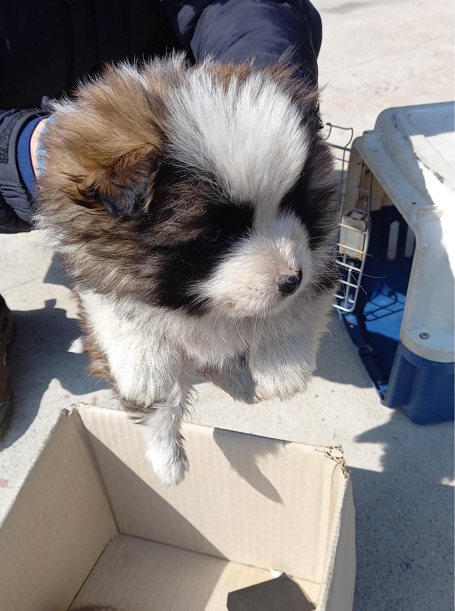 금일동물보호센터_444460202300150