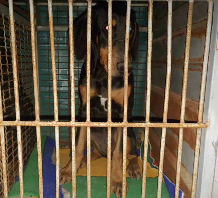 마산유기동물보호소_448528202300325