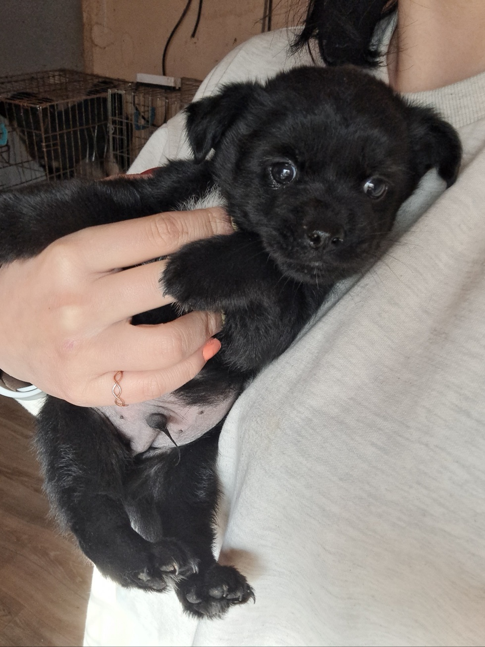 울산유기동물보호센터_431373202300209