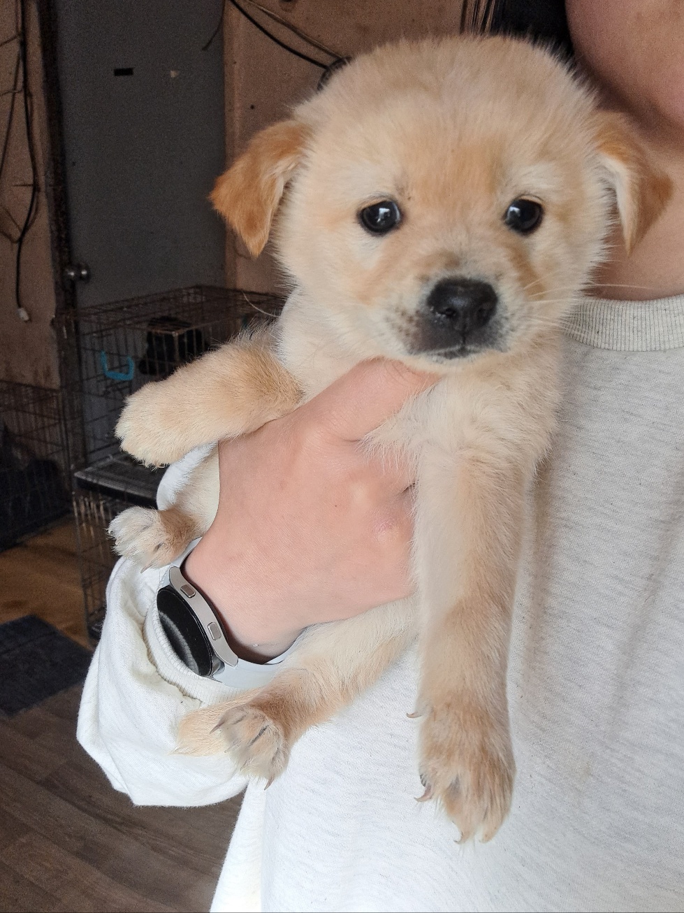 울산유기동물보호센터_431373202300210