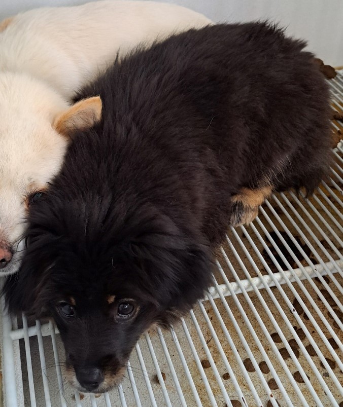 울산유기동물보호센터_431373202300206