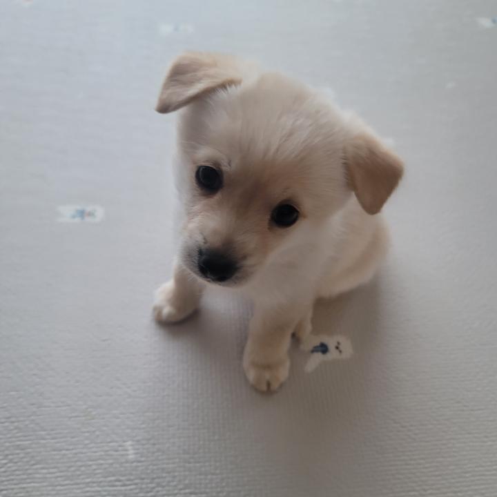 금일동물보호센터_444460202300154