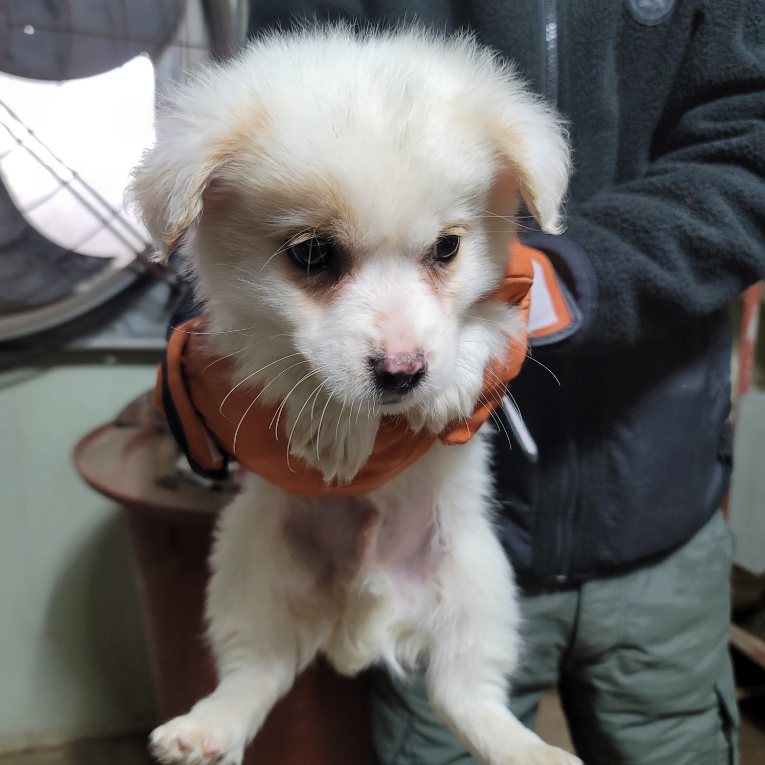 평택시유기동물보호소_441391202300552