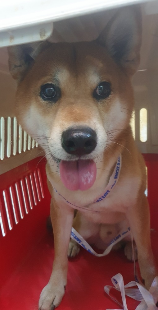 펫앤쉘터동물병원_441378202300159