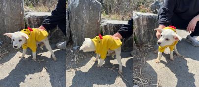 부산동물보호센터_426325202300032
