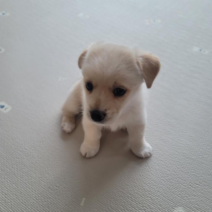 금일동물보호센터_444460202300151