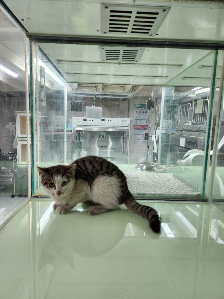 신공항동물병원_428349202300217