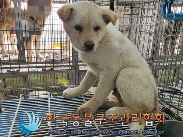 한국동물구조관리협회_441560202300255
