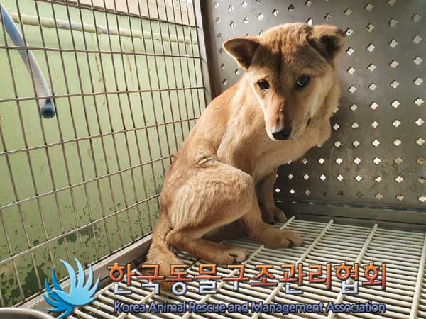 한국동물구조관리협회_411312202300115