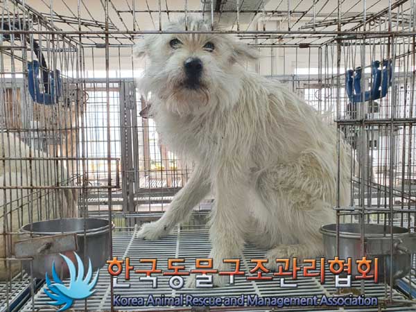 한국동물구조관리협회_441560202300254