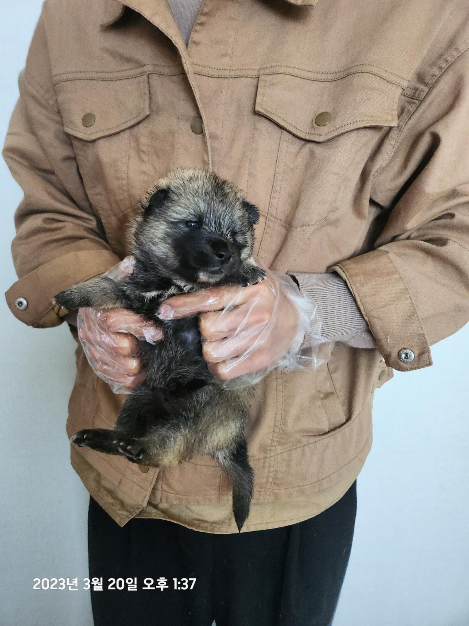 울산유기동물보호센터_431373202300220