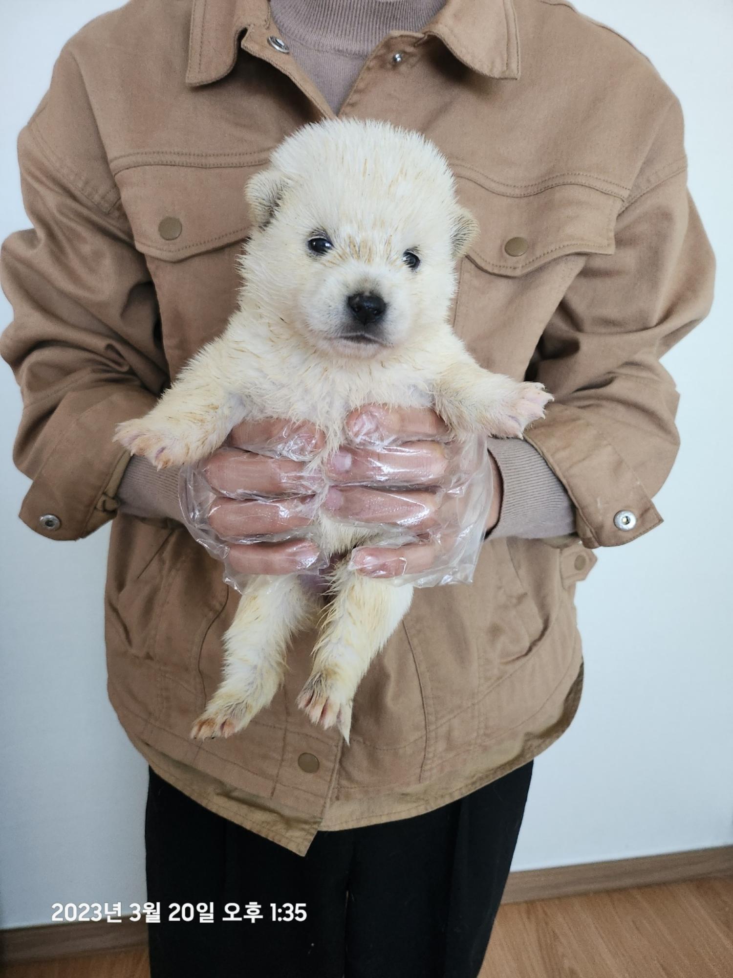 울산유기동물보호센터_431373202300216