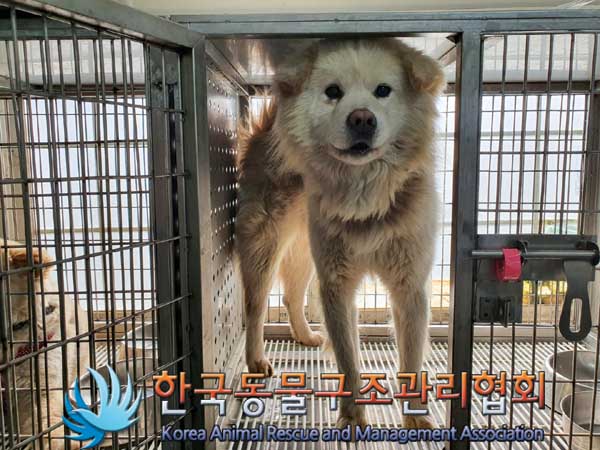 한국동물구조관리협회_441560202300256