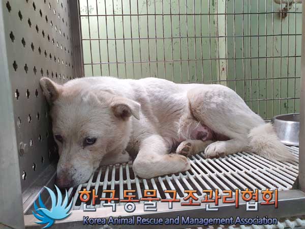 한국동물구조관리협회_441409202300307