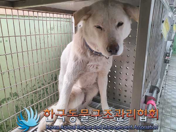 한국동물구조관리협회_441409202300306