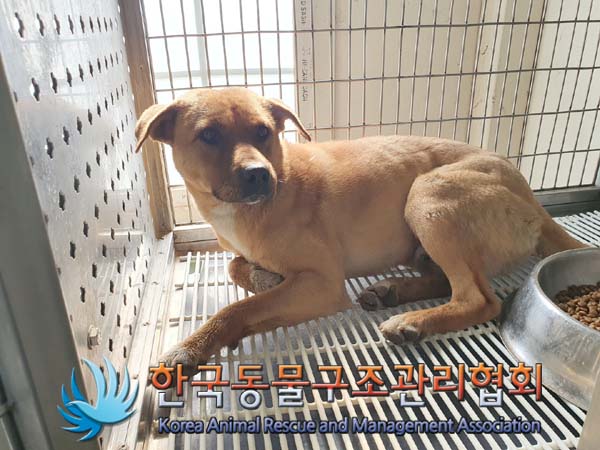한국동물구조관리협회_411324202300083