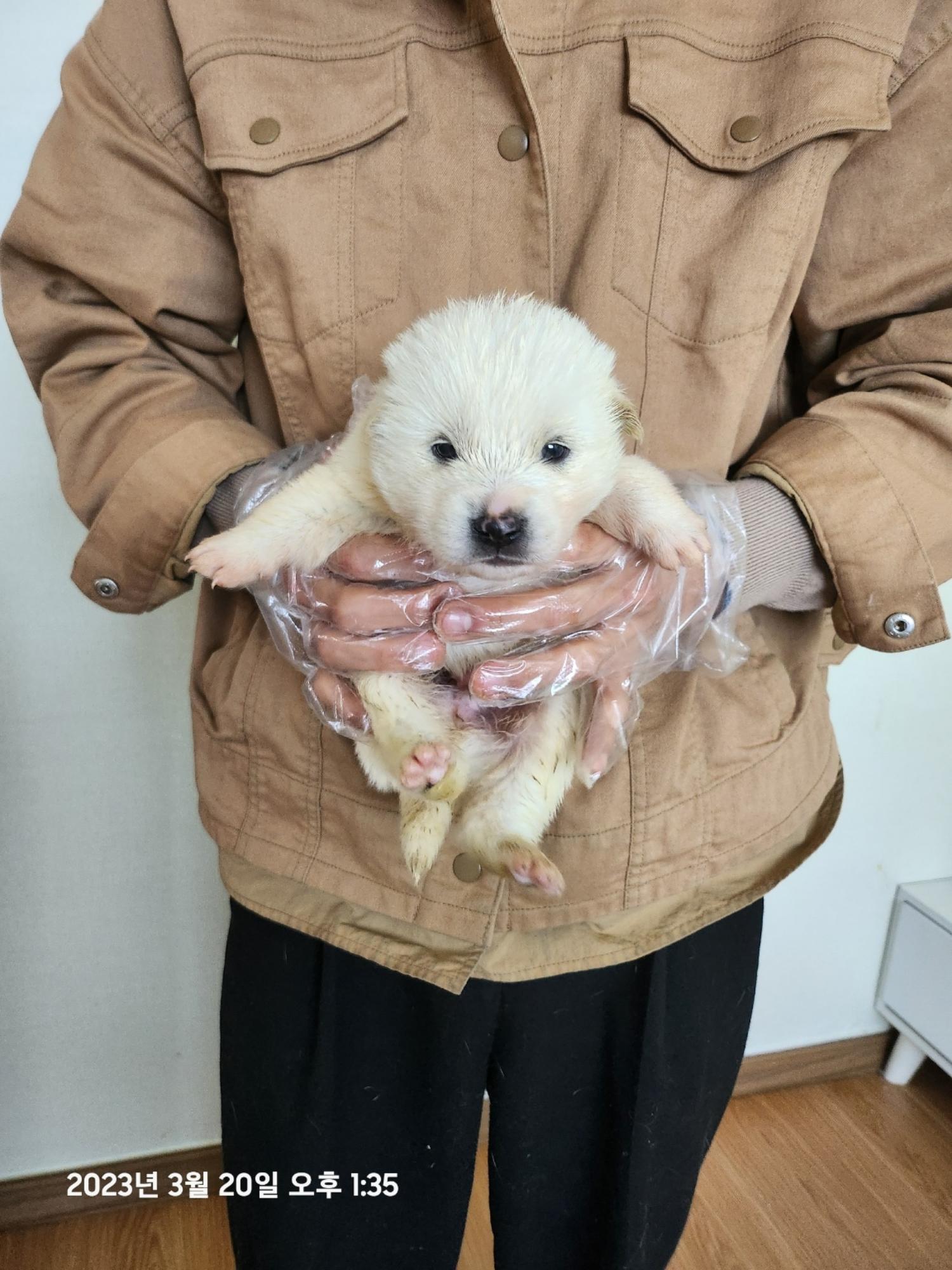 울산유기동물보호센터_431373202300217