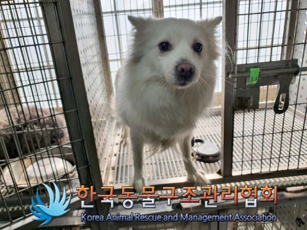 한국동물구조관리협회_411306202300177