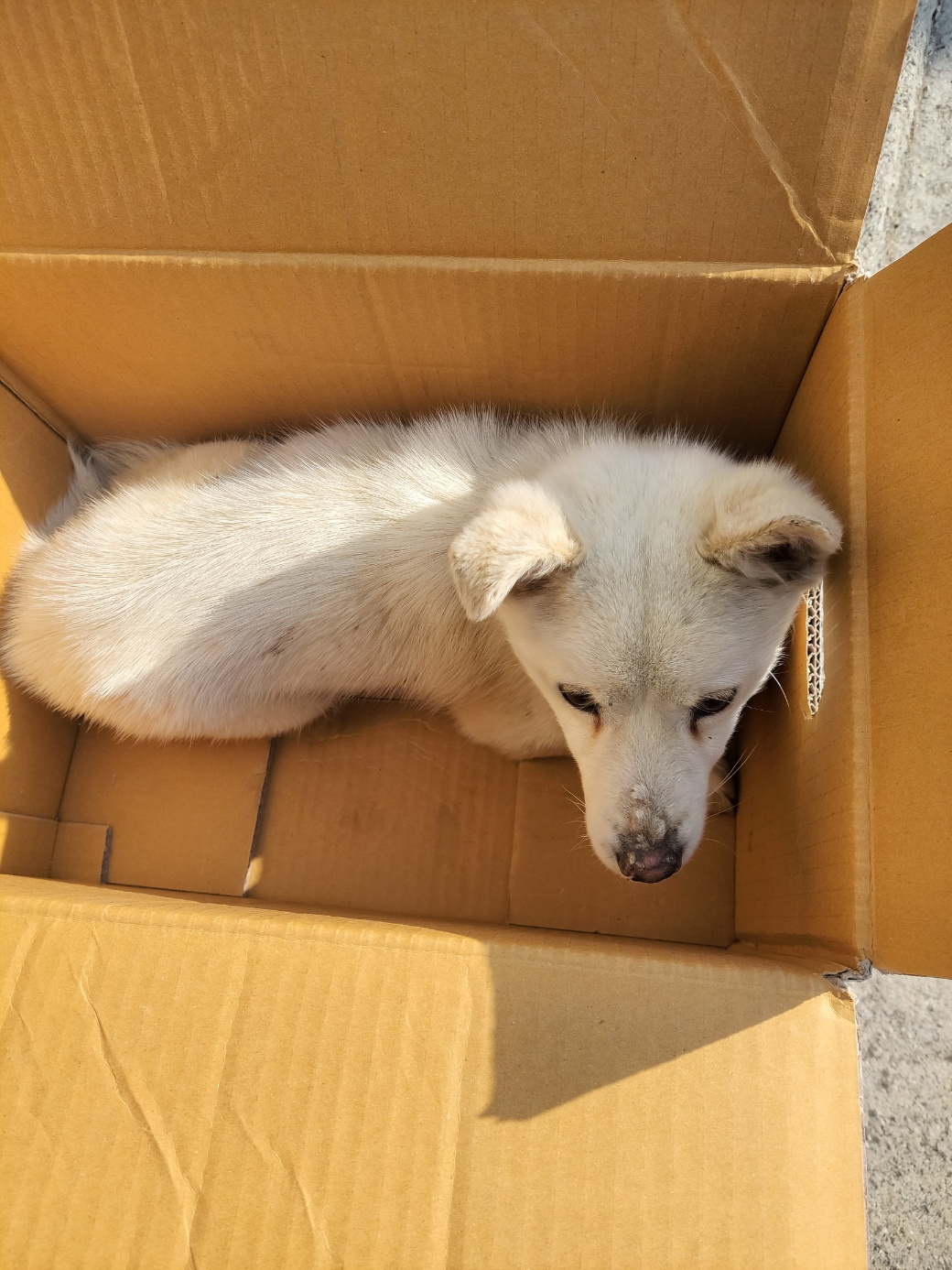 금일동물보호센터_444460202300155