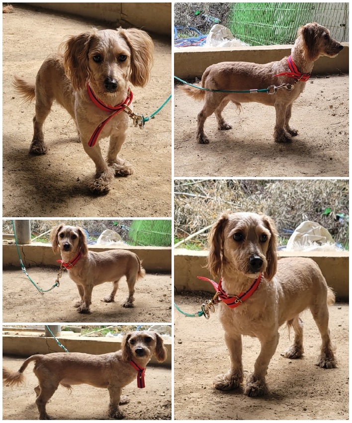 무안군유기동물보호소_446495202300054