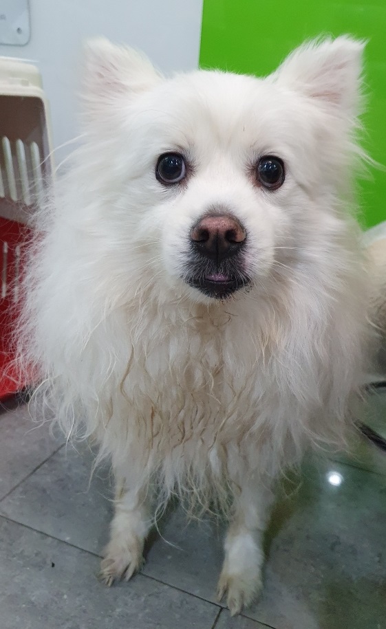 펫앤쉘터동물병원_441378202300161