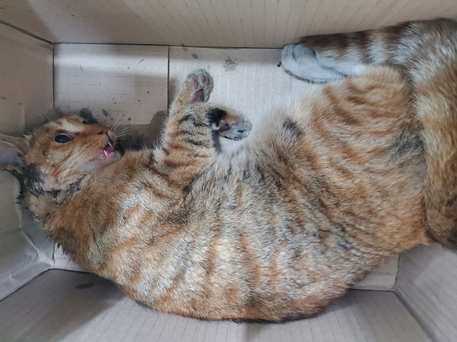 남산동물병원_411302202300088
