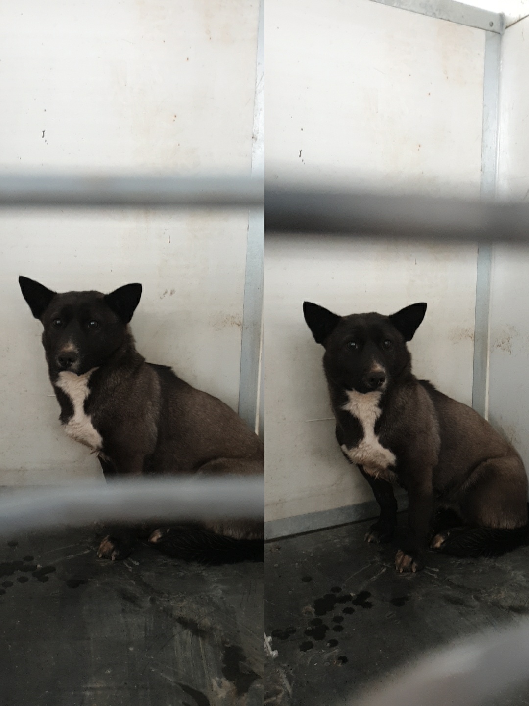 남양동물보호센터_441553202300544