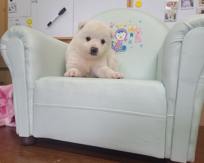 진해유기동물보호소_448532202300217