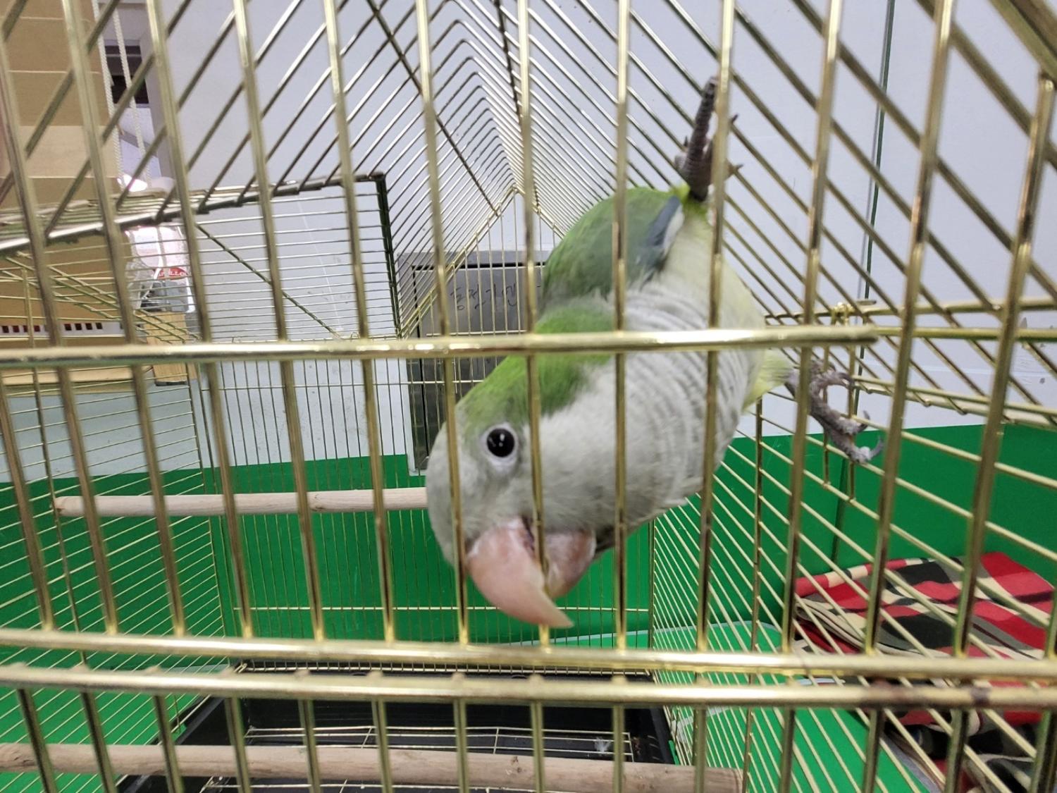 고양시동물보호센터_441394202300379