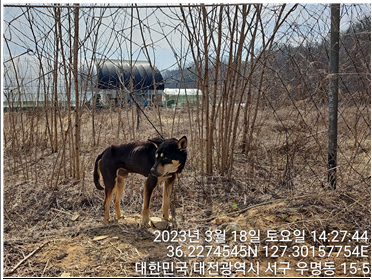 대전동물보호센터_430366202300067